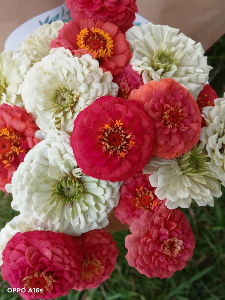 The zinnias are blooming — photo 3