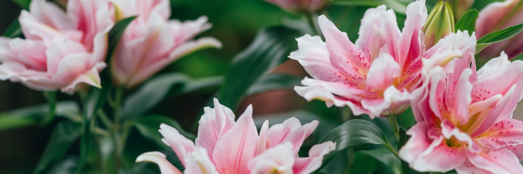 Pink lilies