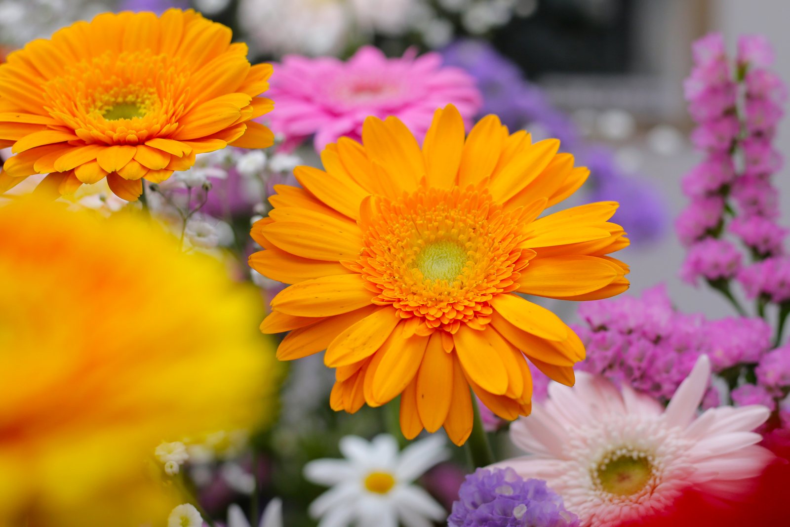 Orange flowers in bloom