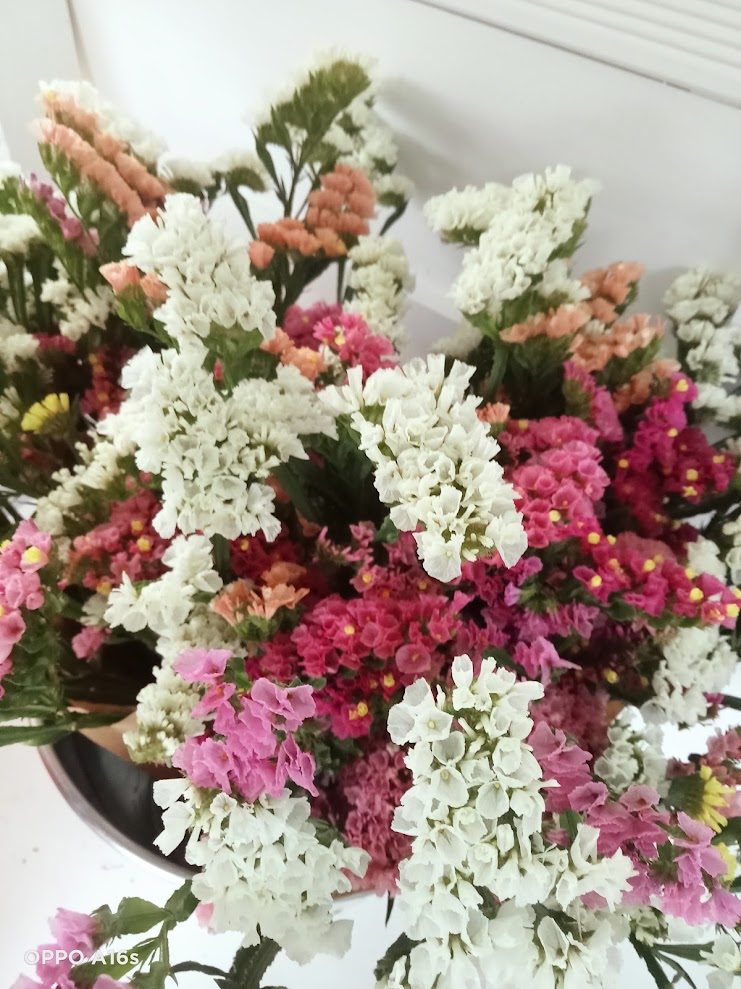 White and pink statice
