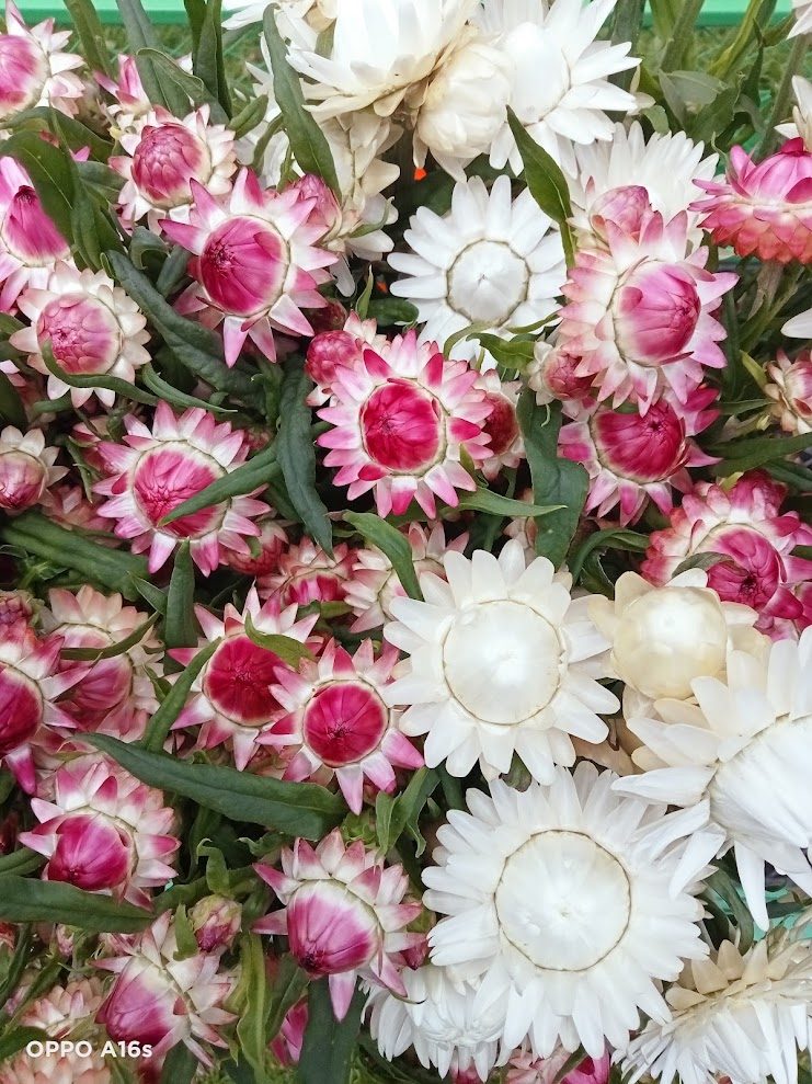 Strawflowers from the rows