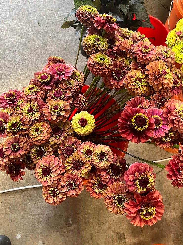 Coral zinnias cut into a bucket
