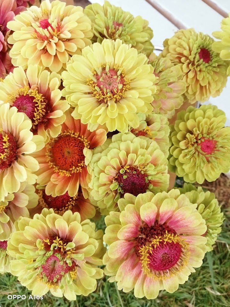 Lime and blush zinnias