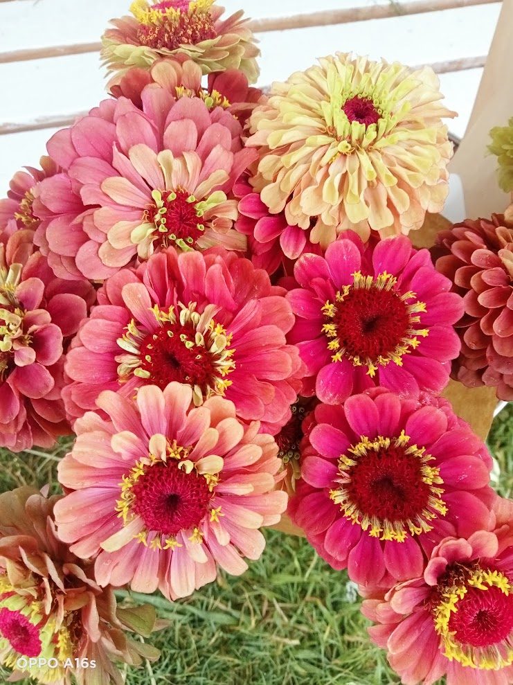 Pink zinnias from the rows