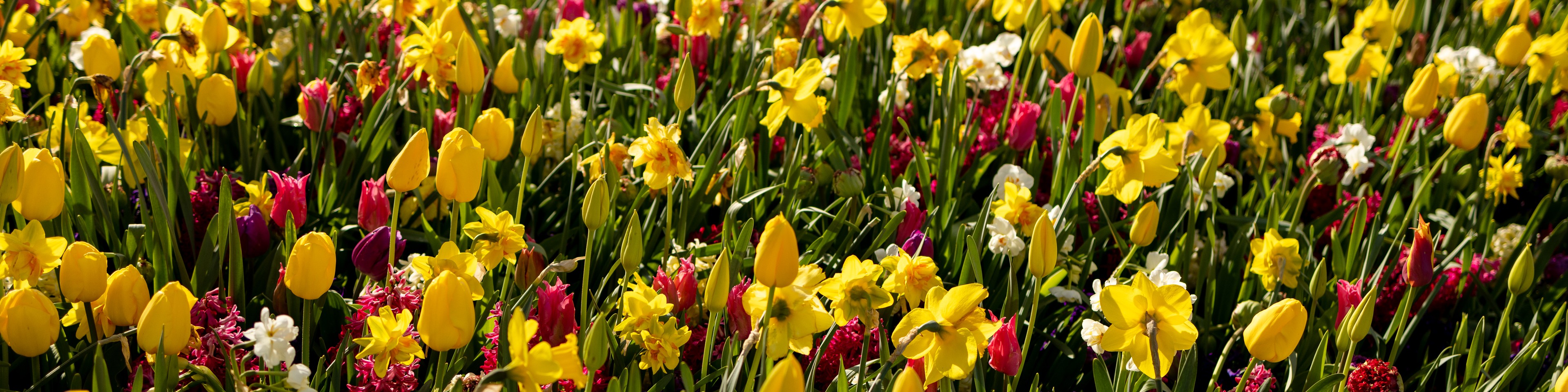 Yellow tulips, daffodils and pink hyacinths